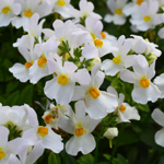 Nemesia Melody Swansong